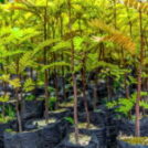 Critérios fundamentais para a seleção estratégica de projetos socioambientais