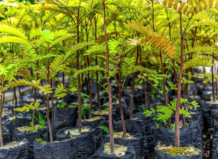 urucu-reflorestamento-destaque