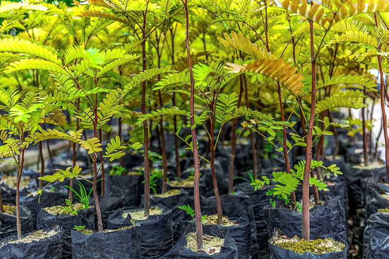 urucu-reflorestamento-destaque